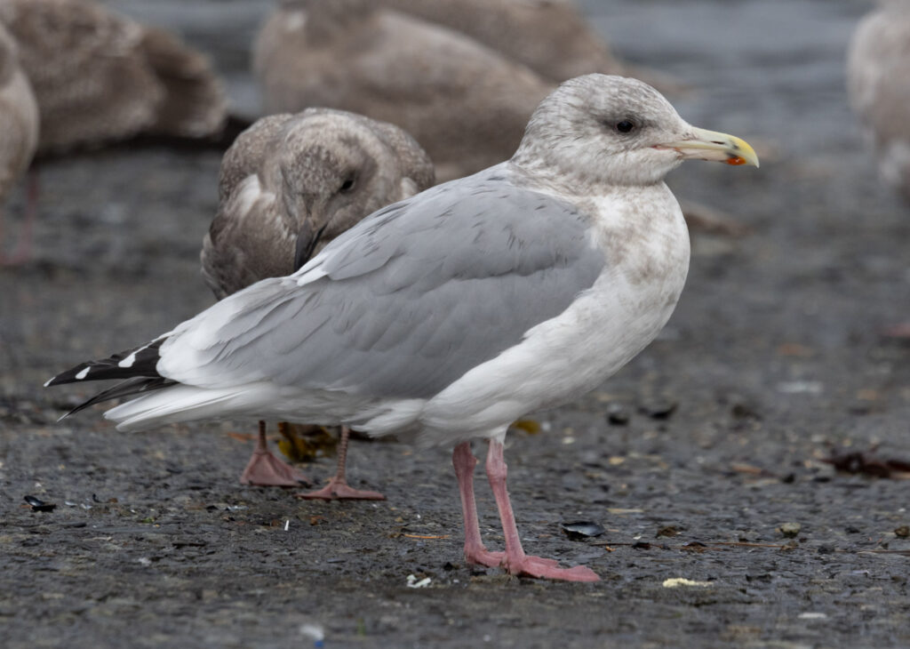 Cook Inlet Gull