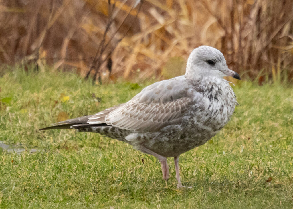 Immature Short-billed Gull