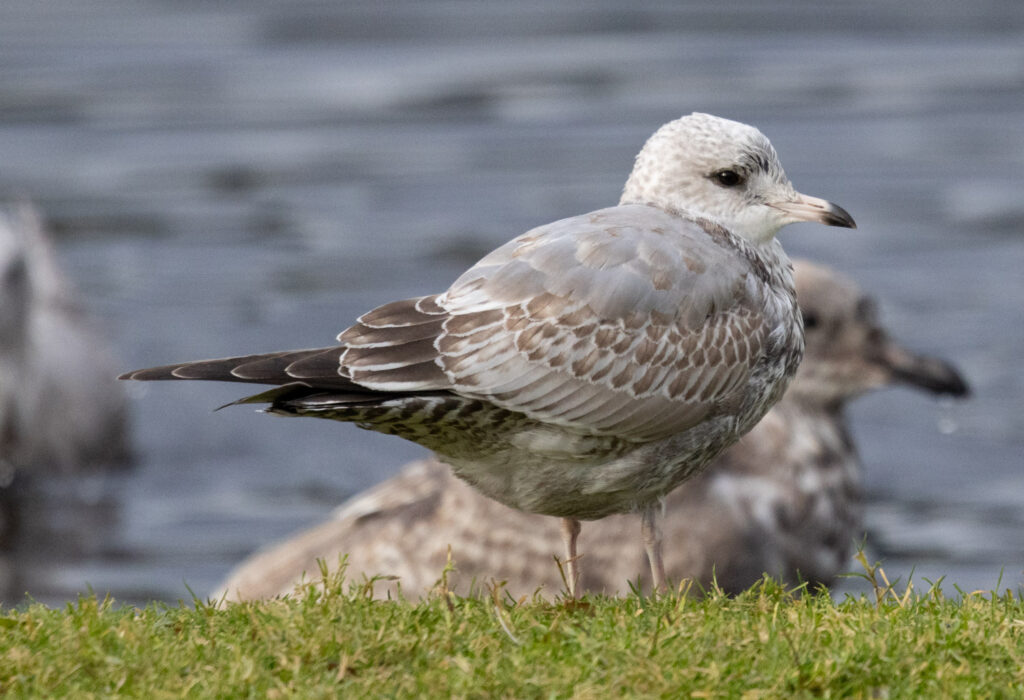 Immature Short-billed Gull