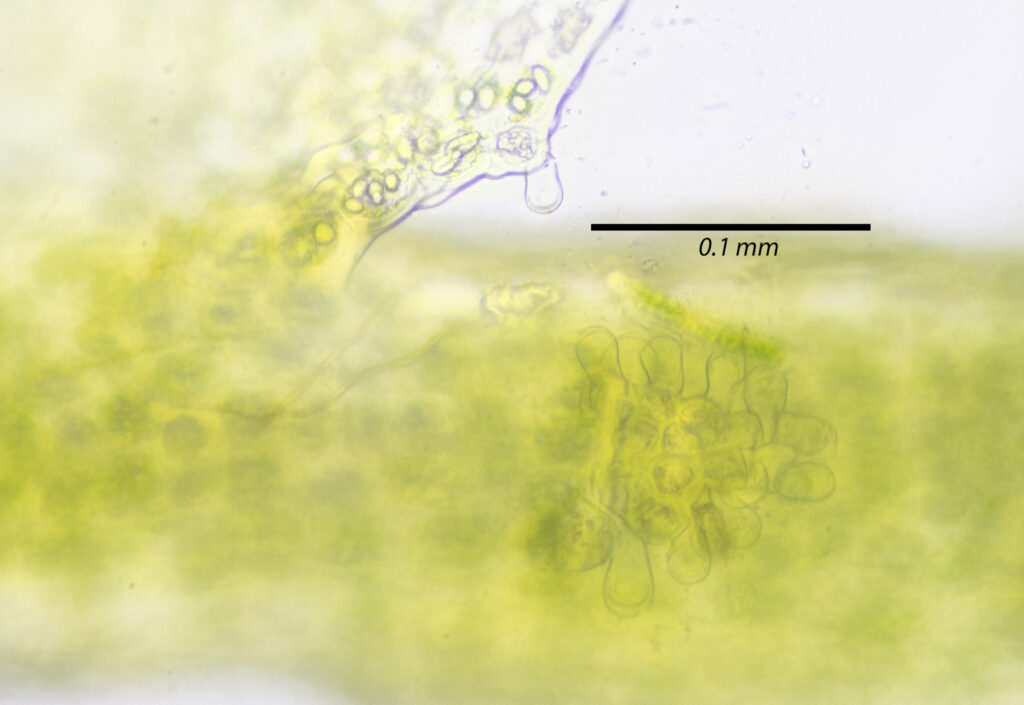 Odontoschisma denudatum