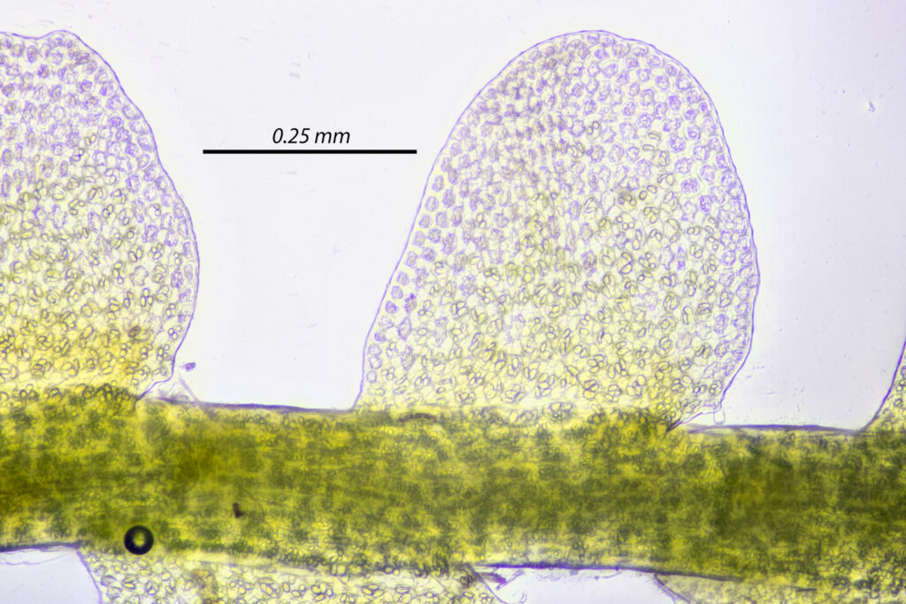 <em>Odontoschisma denudatum</em> 