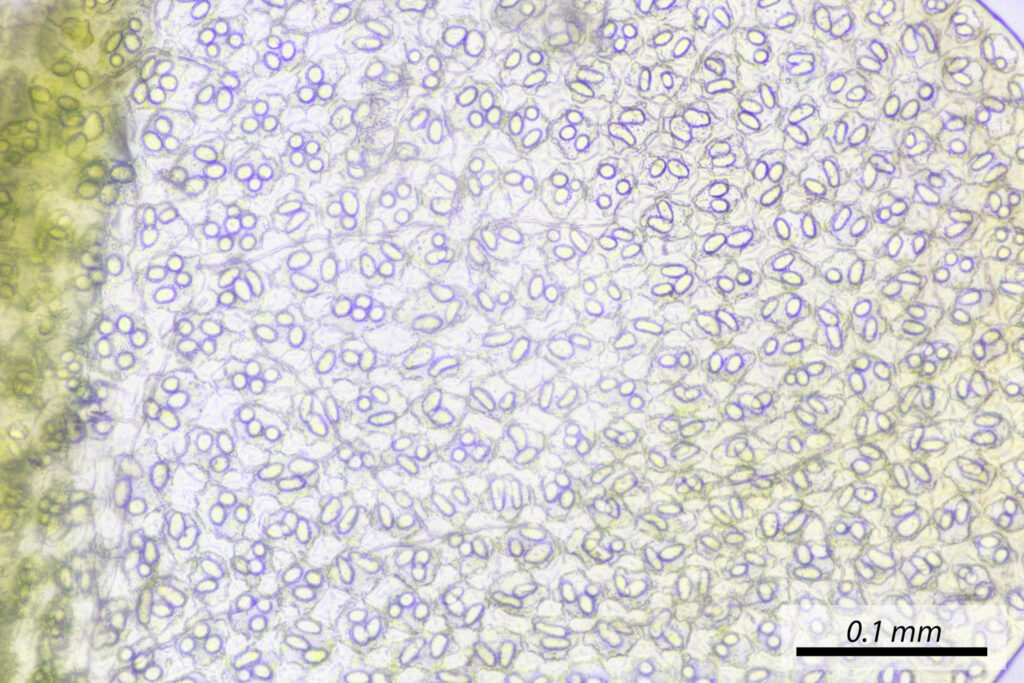 Odontoschisma denudatum