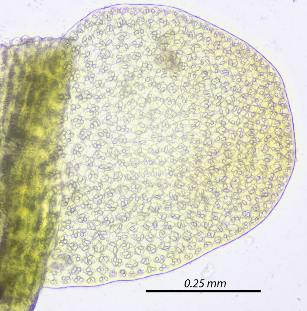 Odontoschisma denudatum