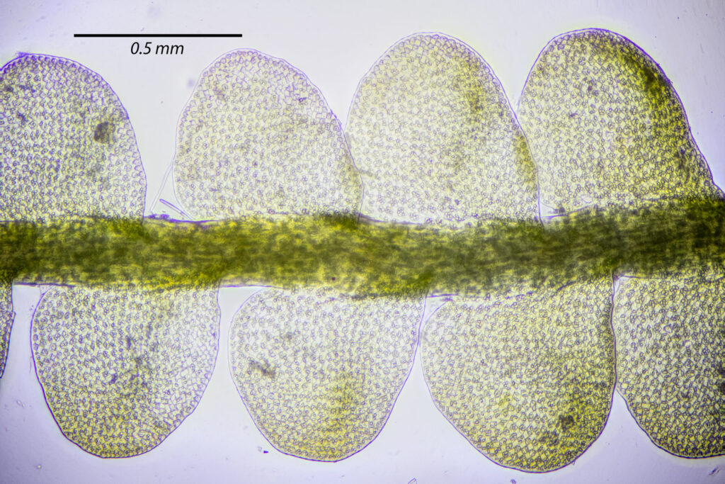 Odontoschisma denudatum