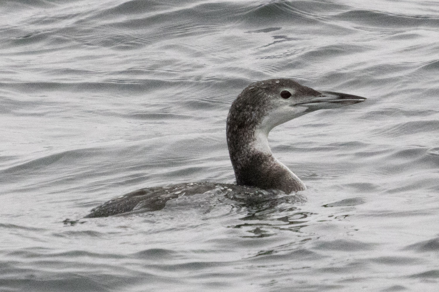 Common Loon