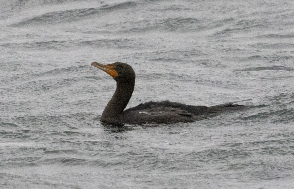 Double-crested Cormorant