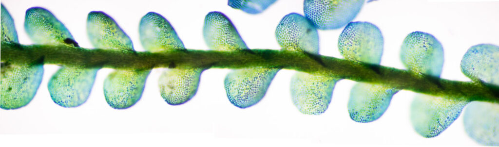 <em>Odontoschisma denudatum</em> stained with Methyl Blue