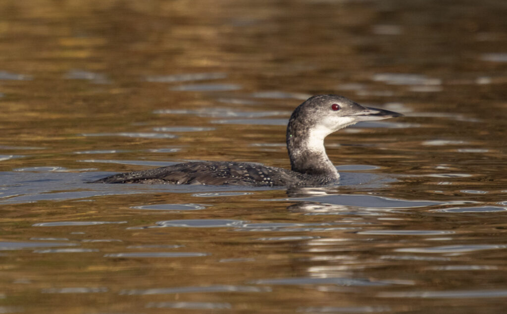 Common Loon