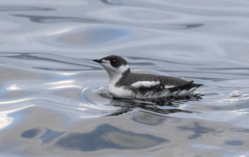 Marbled Murrelet