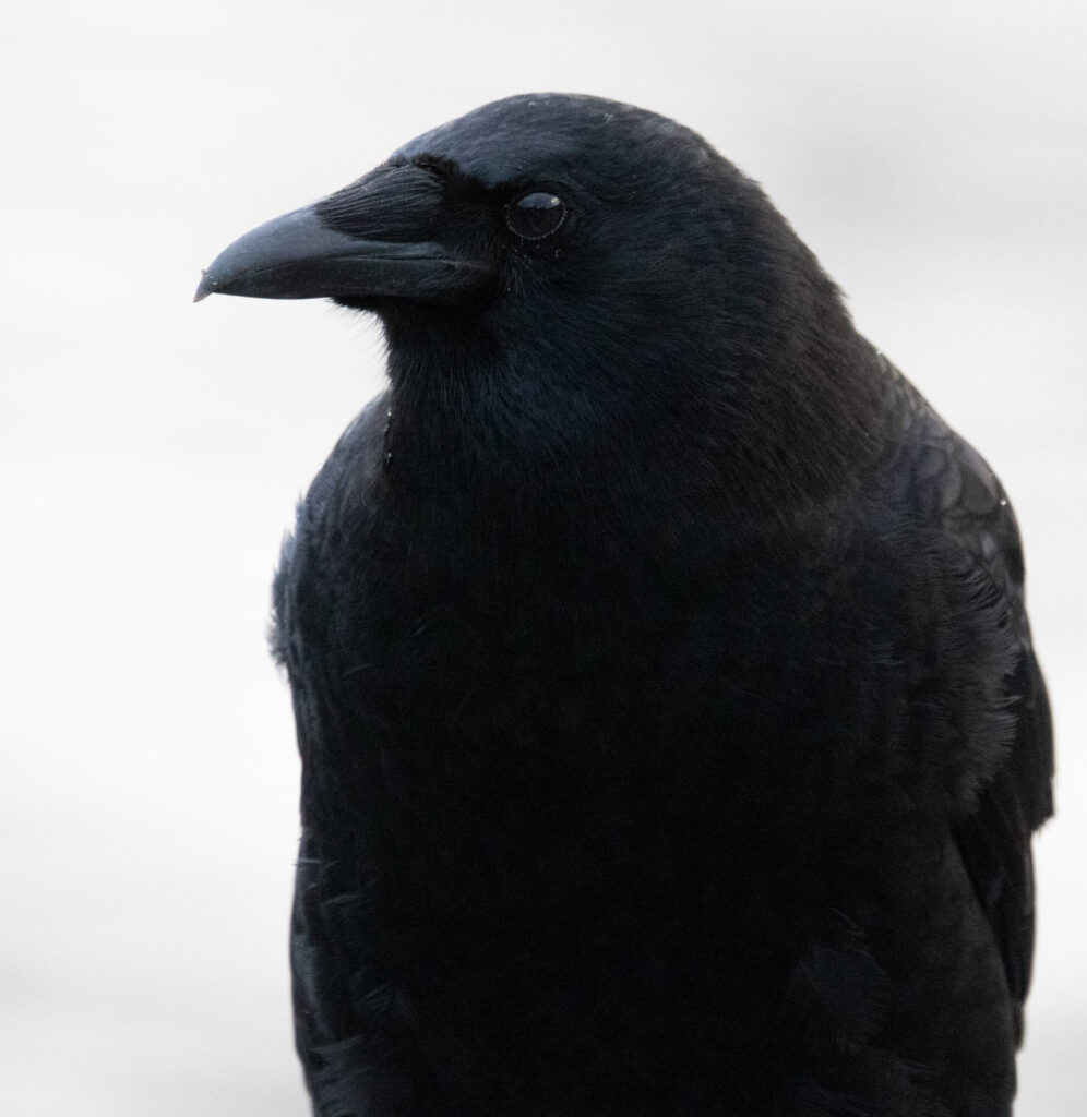 American Crow