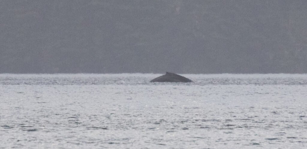 Humpback Whale