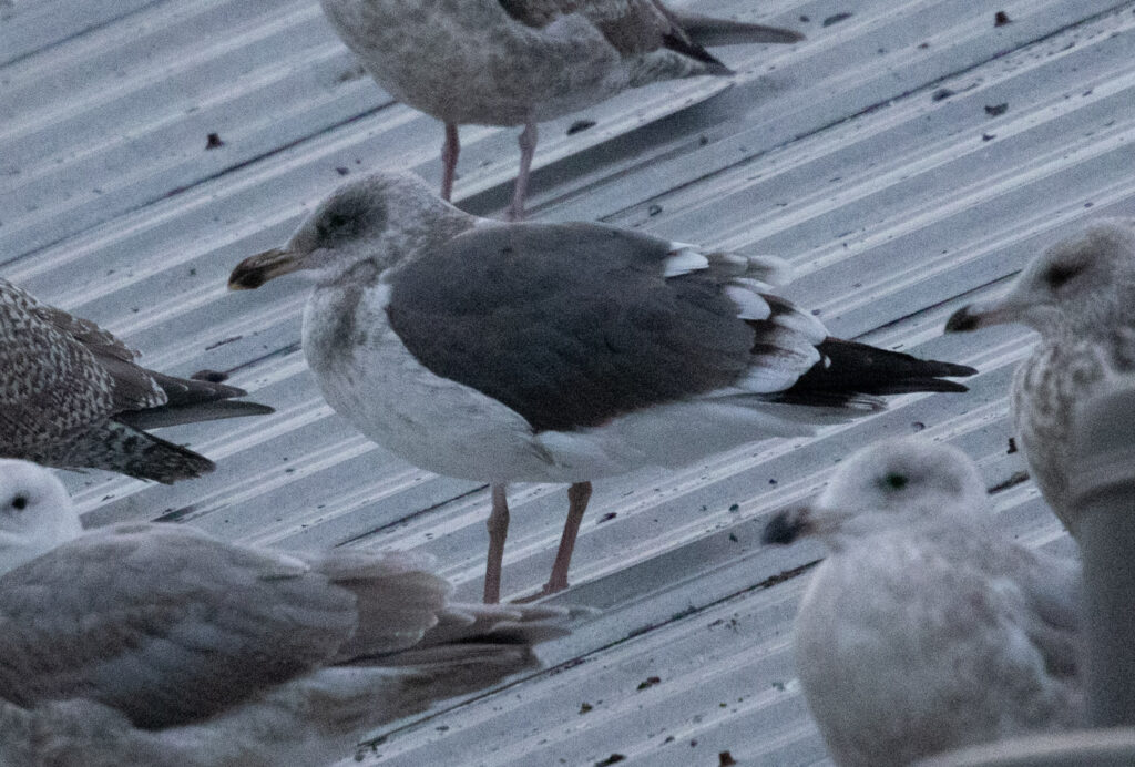 Dark-mantled Gull