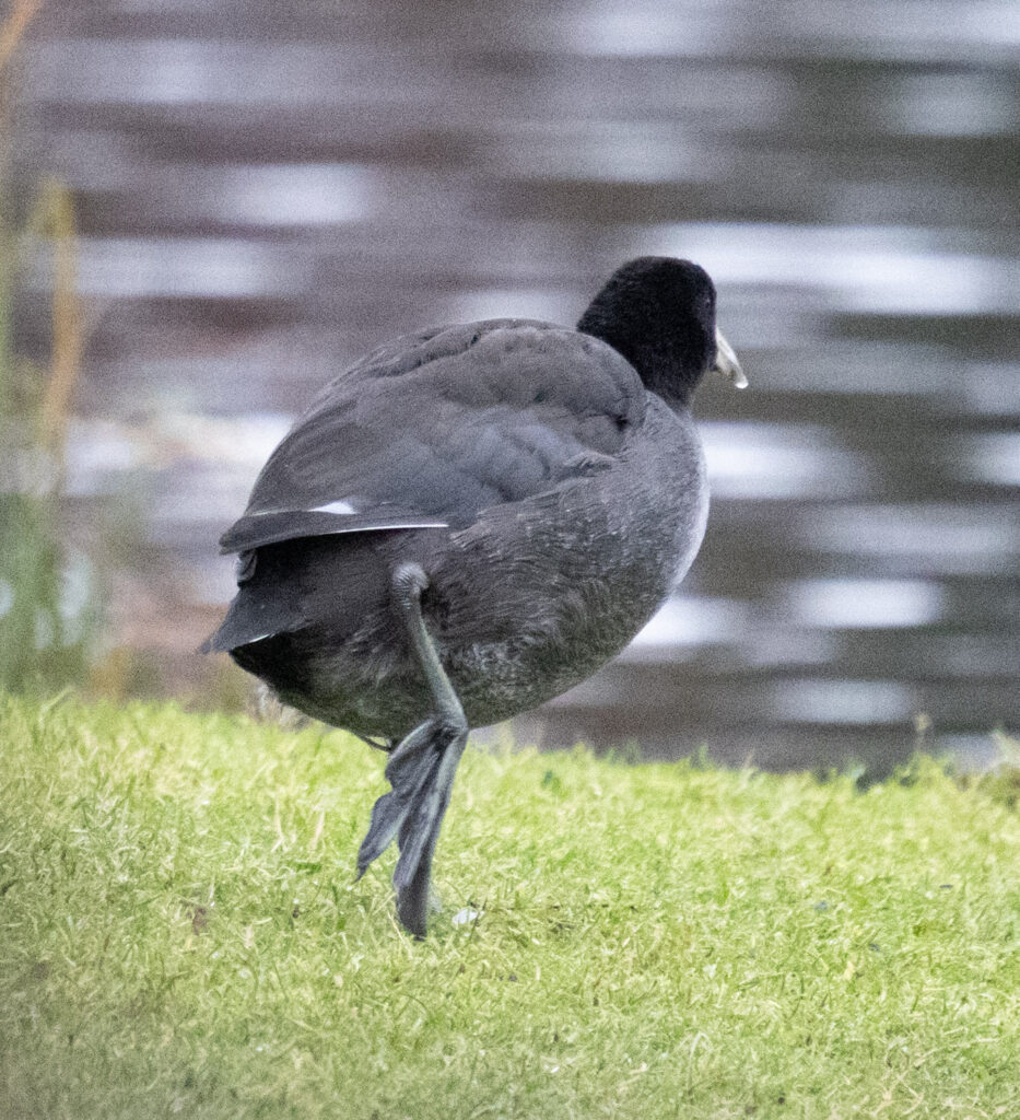 American Coot