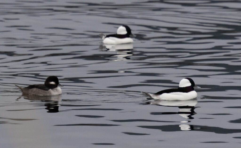 Buffleheads