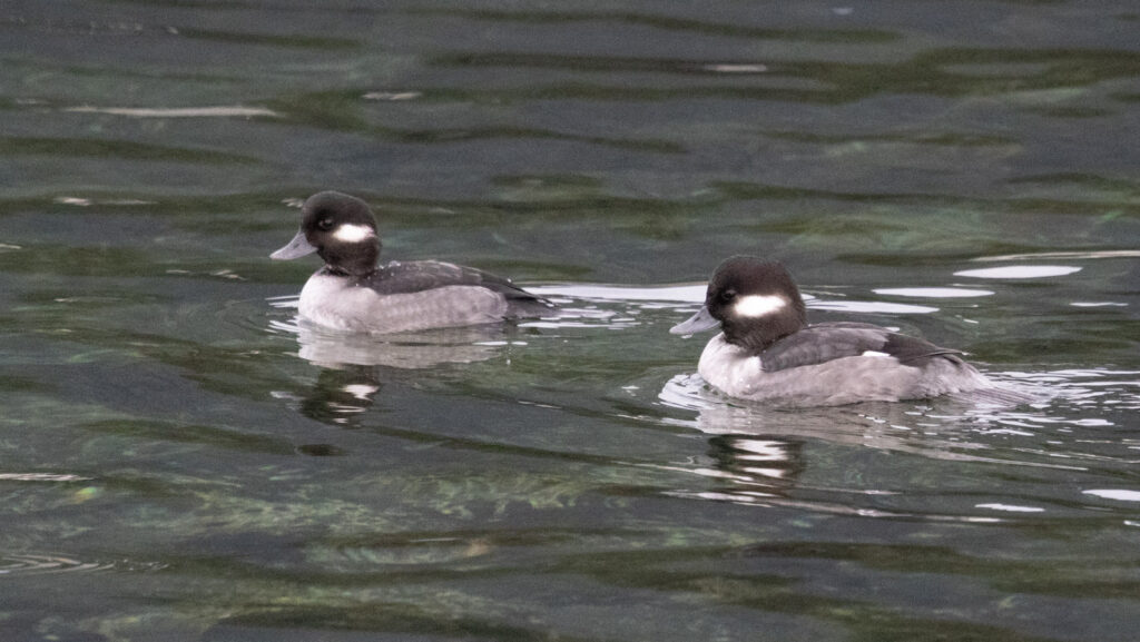 Buffleheads