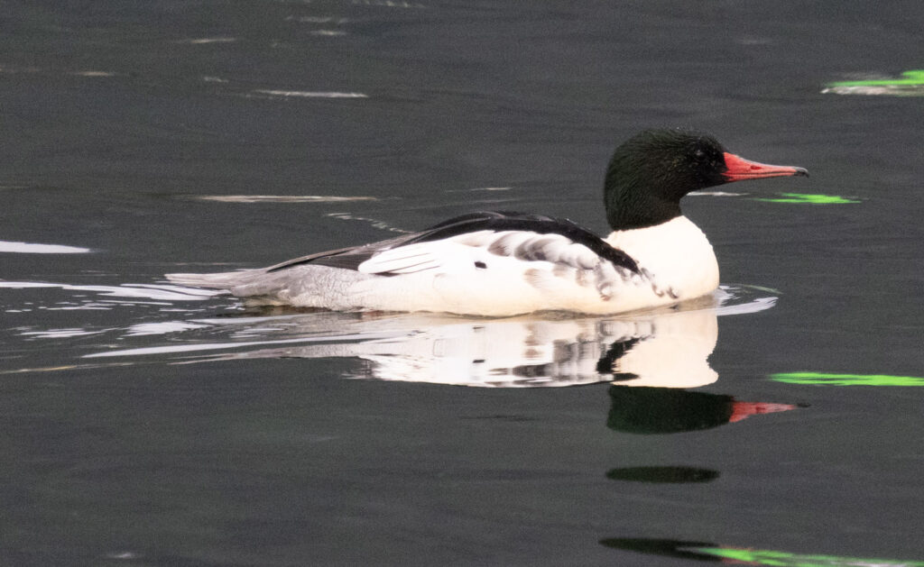 Common Merganser