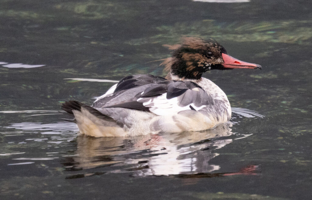 Common Merganser