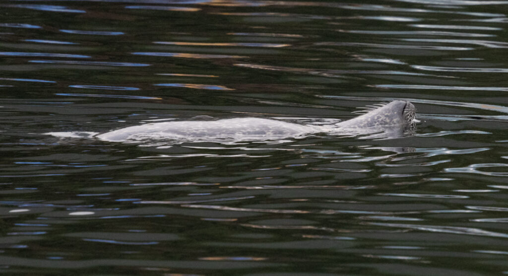 Harbor Seal