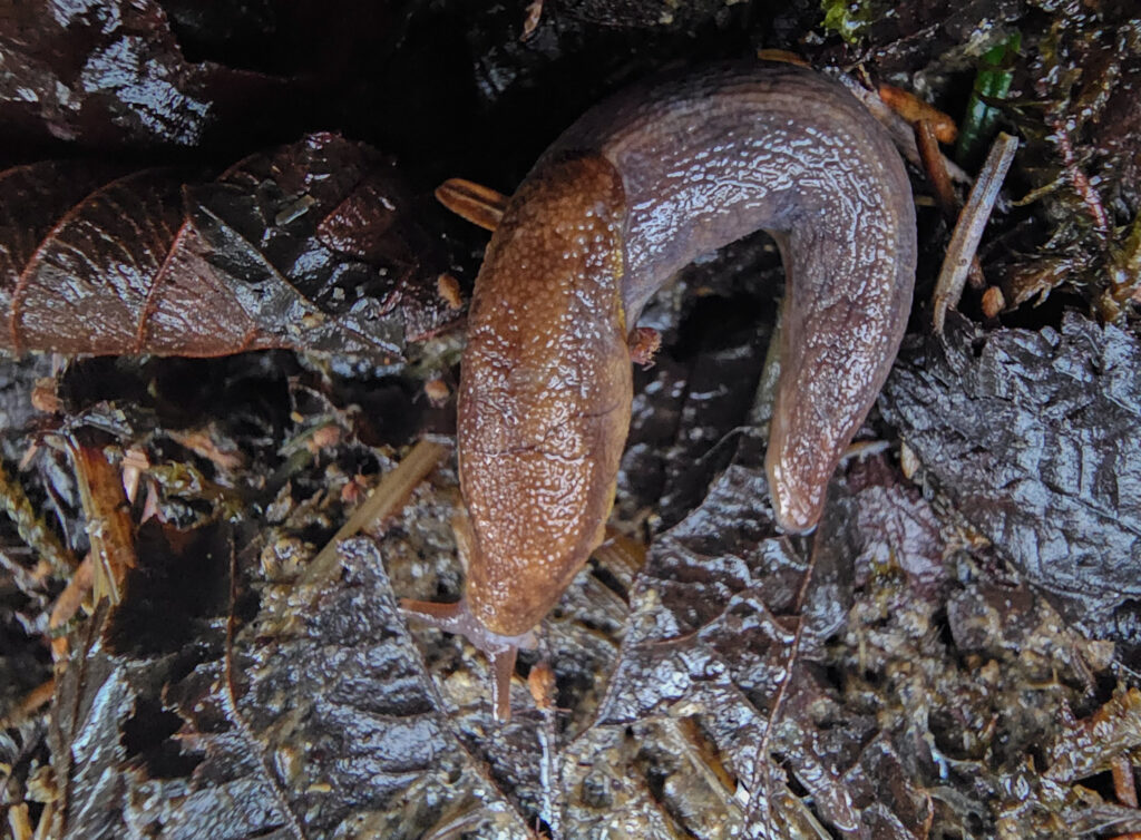 Tail-dropper slug (<em>Prophysaon andersonii</em>?)