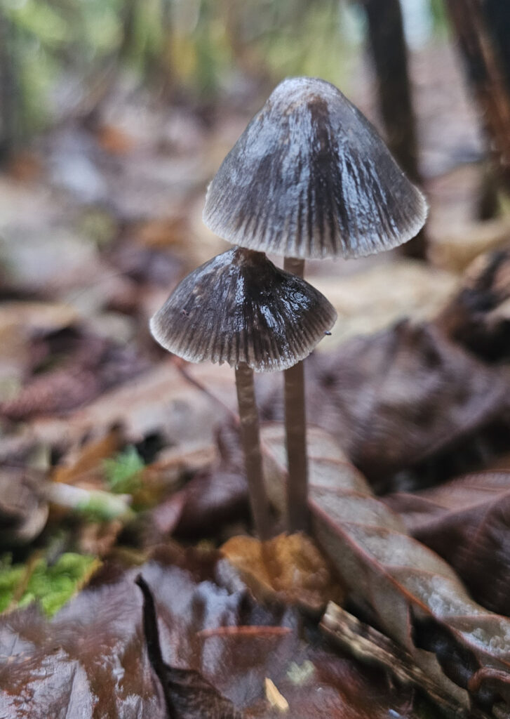 Mushrooms (<em>Mycena sp</em>)