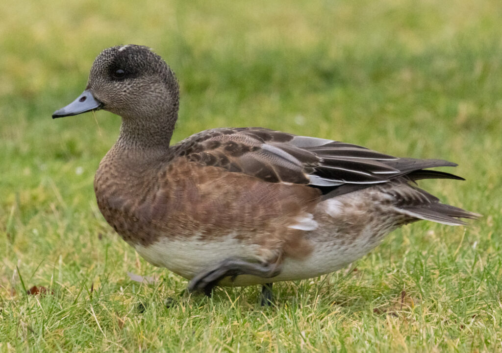 American Wigeon