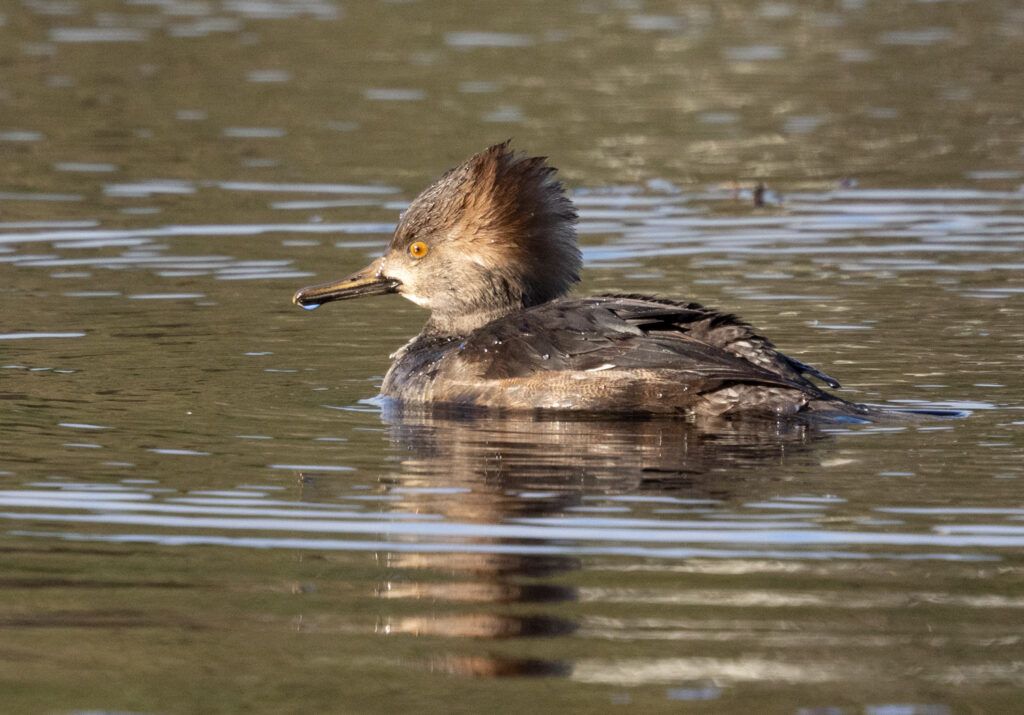 Hooded Merganser