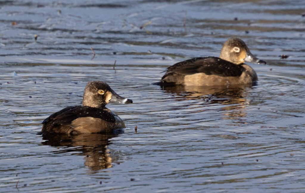 Ring-necked Ducks