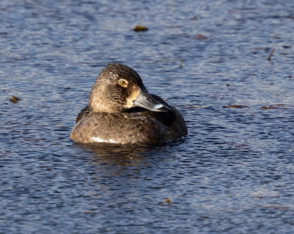 Ring-necked Duck