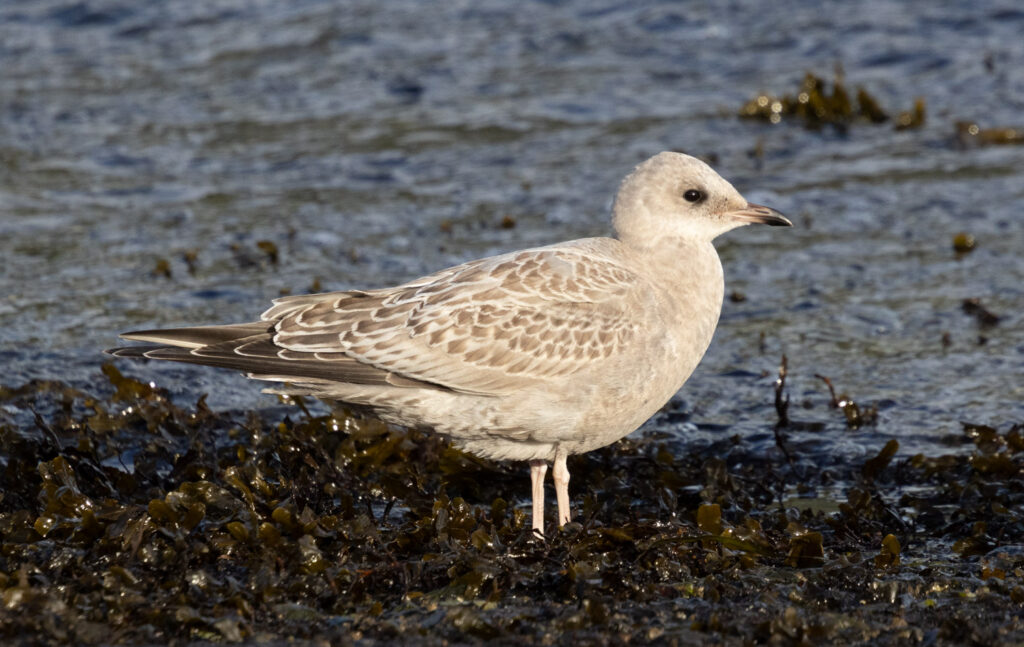 Short-billed Gull