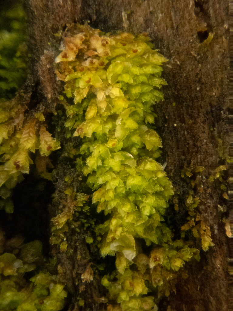 Liverwort (<em>Scapania umbrosa</em>)