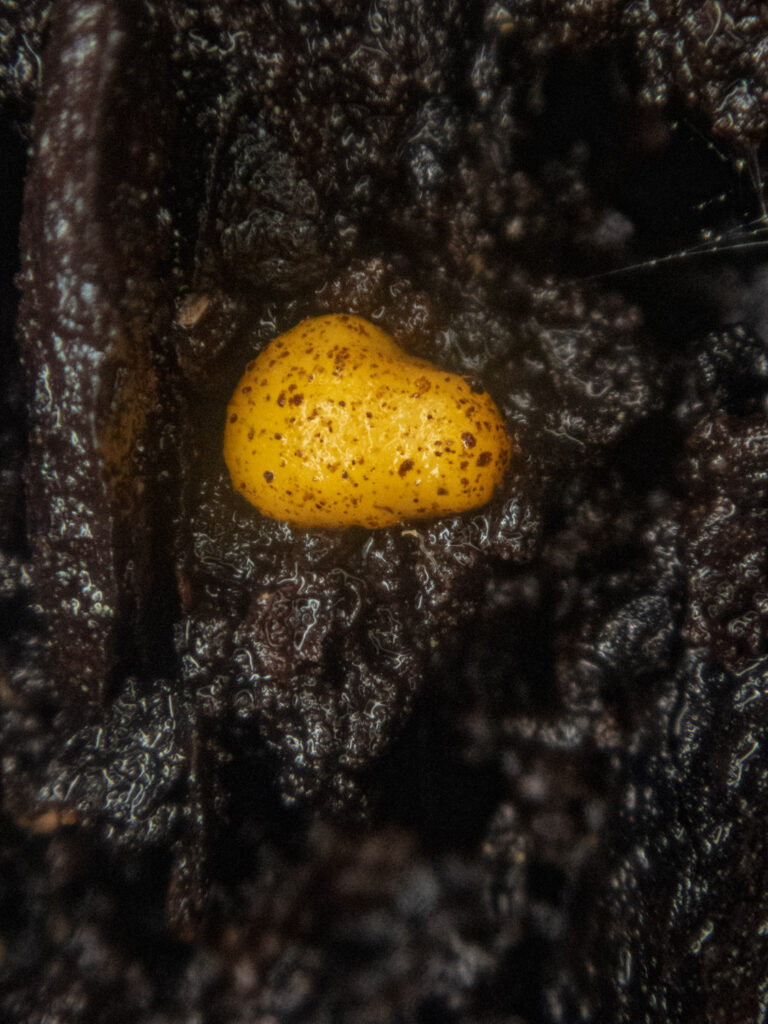 Orange Fungus