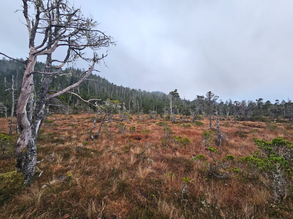 Cross Trail Bog