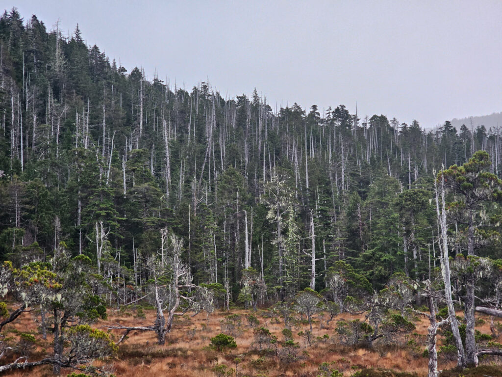 Cedar Decline