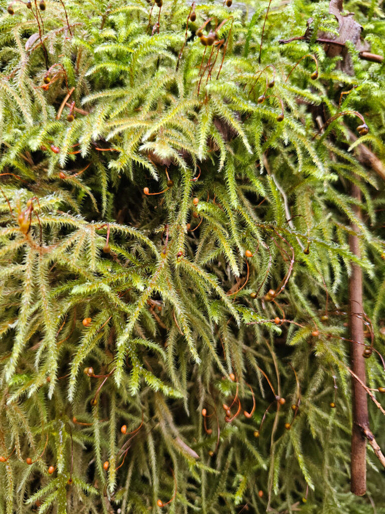 Lanky Moss (<em>Rhytidiadelphus loreus</em>)