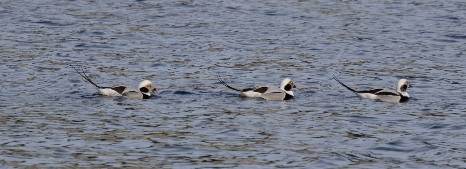 Long-tailed Ducks