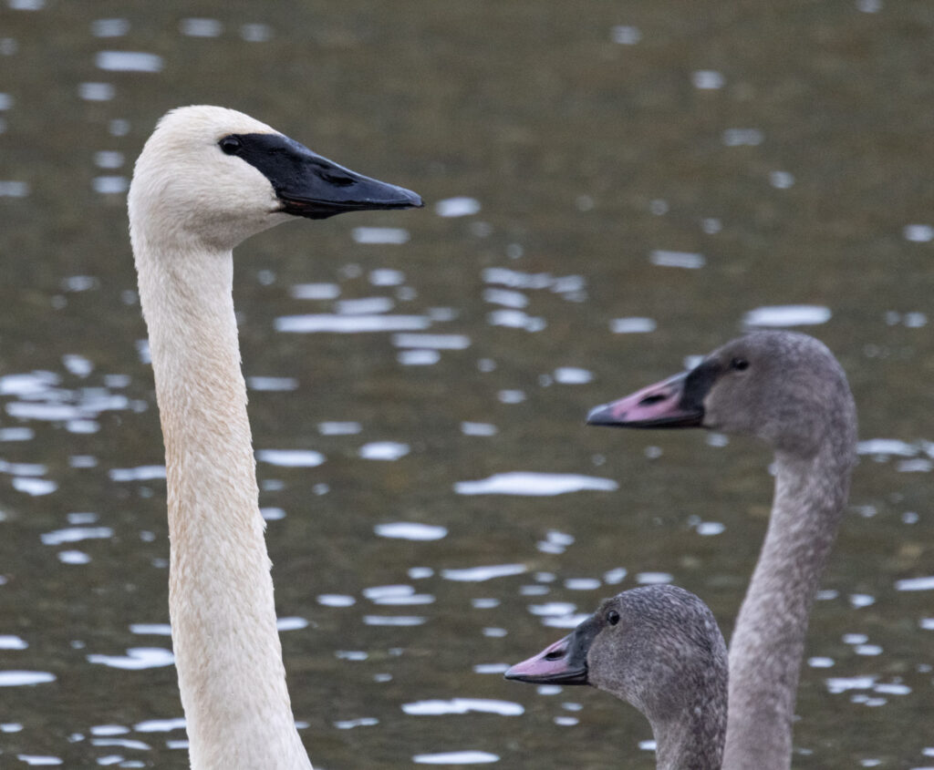 Trumpeter Swans