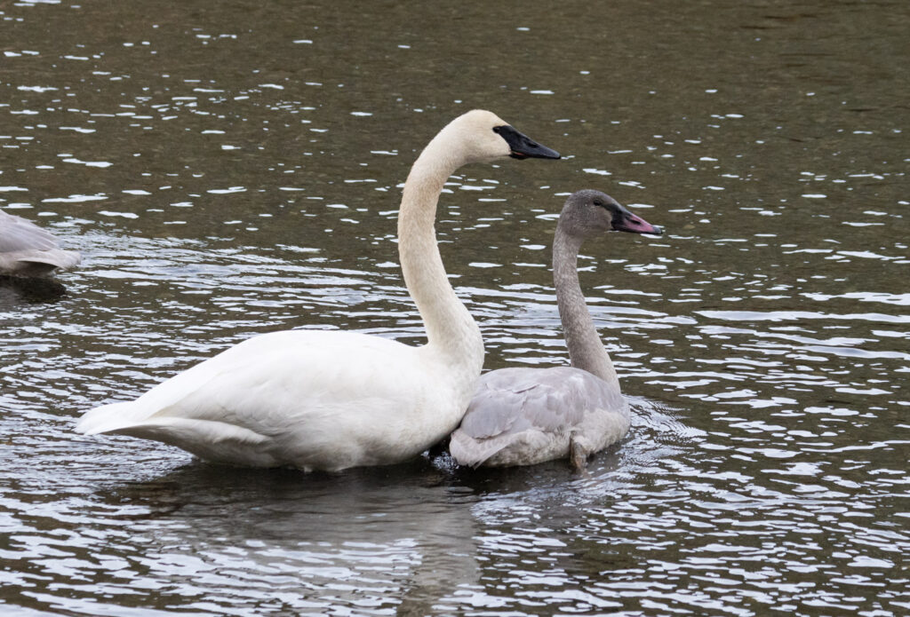 Trumpeter Swans