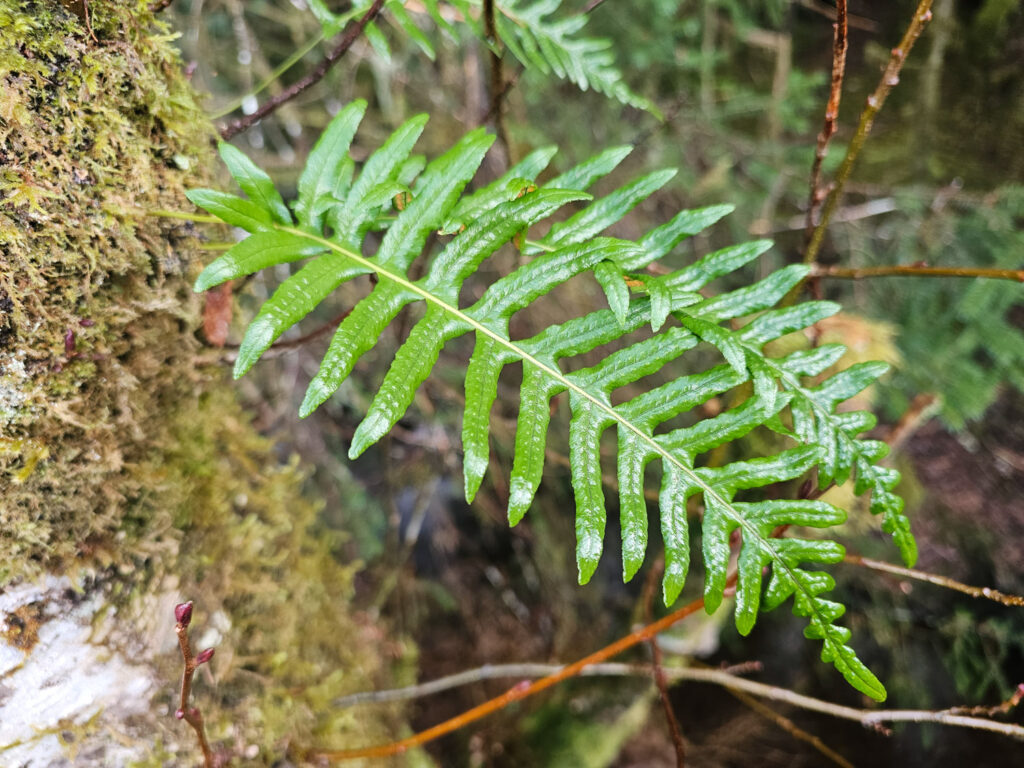 Licorice Fern (Polypodium glycyrrhiza)