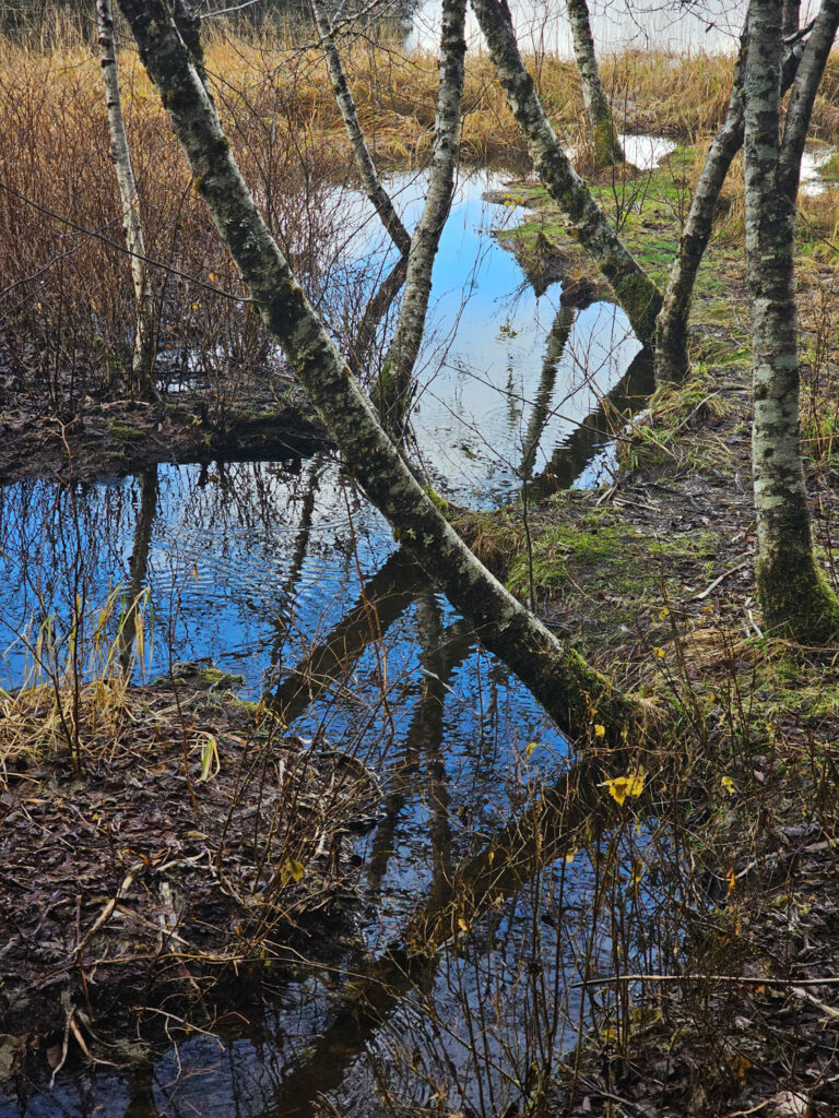 Back Channel along Estuary Life Trail