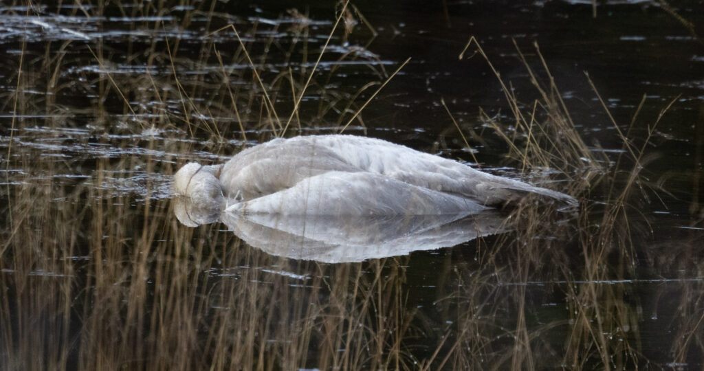 Swan Remains