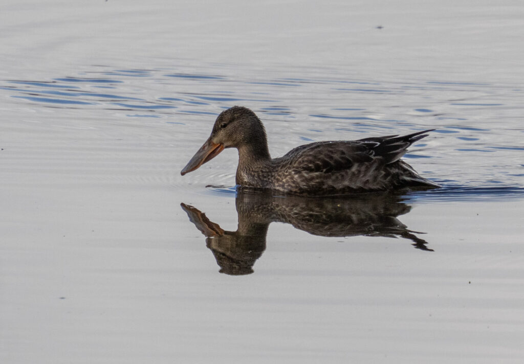 Northern Shoveler