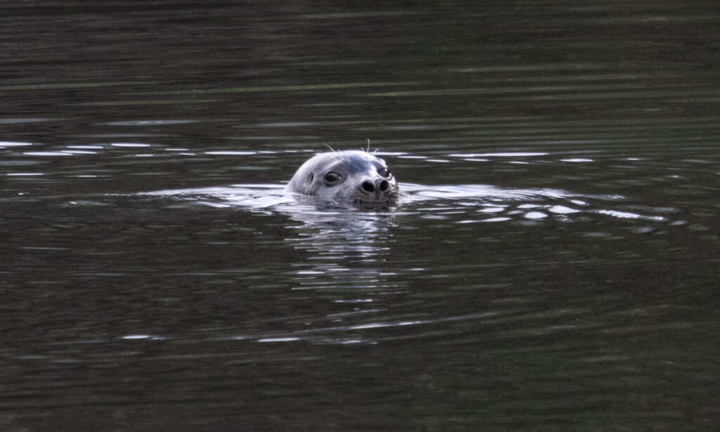 Harbor Seal