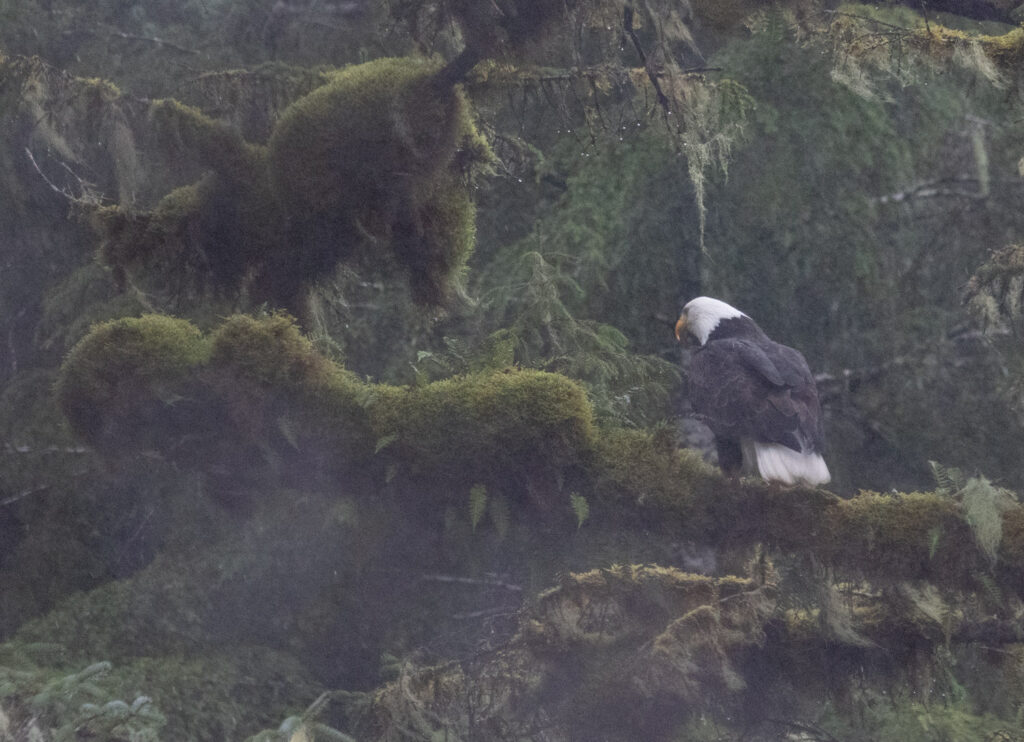 Bald Eagle in a Tree