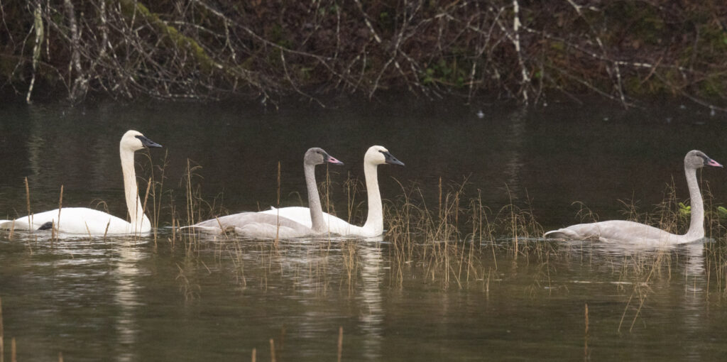 Trumpeter Swans