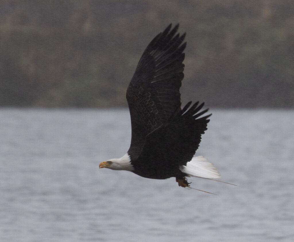 Bald Eagle with Prey