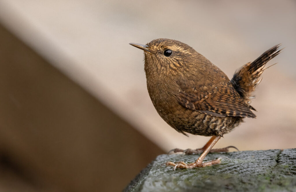 Pacific Wren