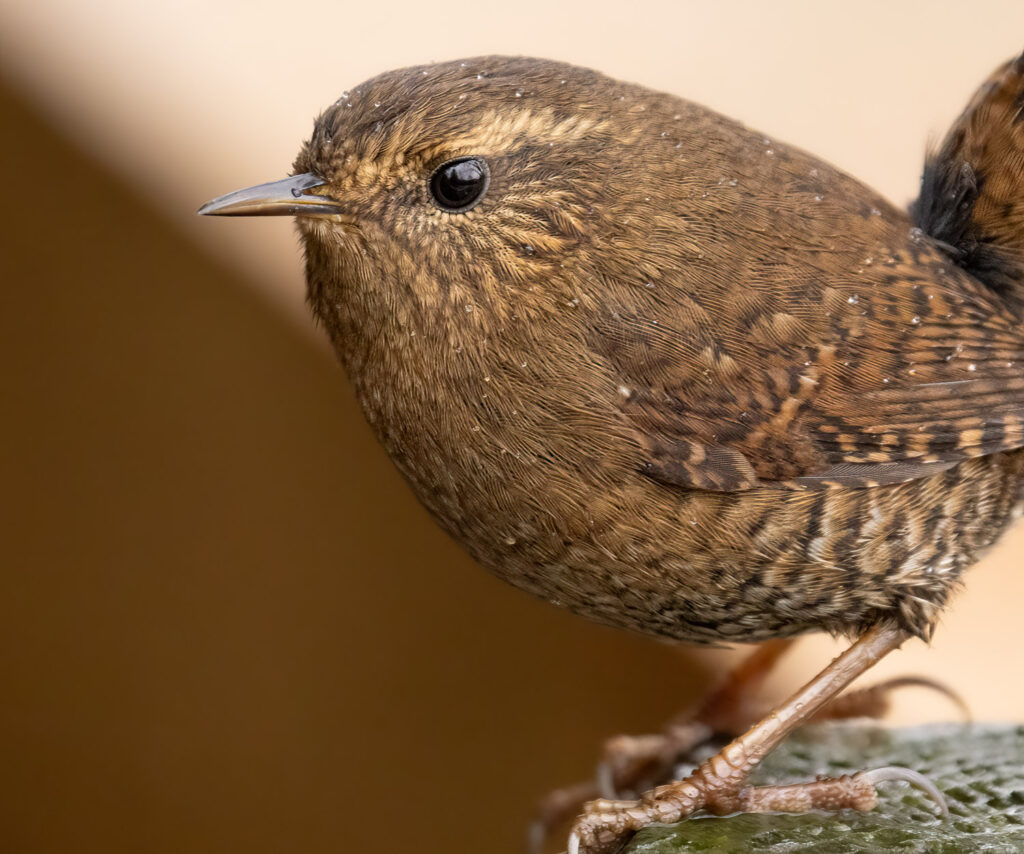 Pacific Wren