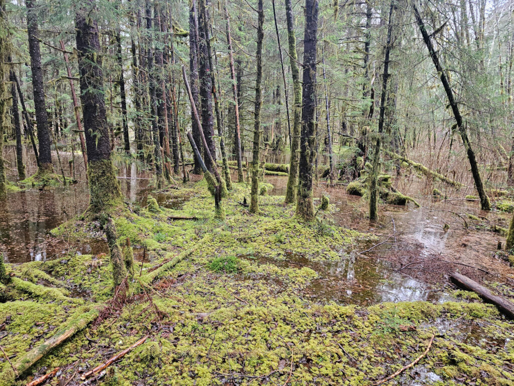 Flooded Forest