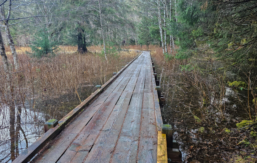 Estuary Life Trail Boardwalk