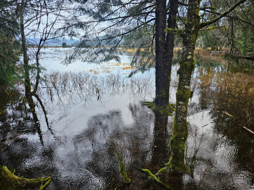 High Tide at Starrigavan Creek Estuary